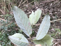 Quercus glauca