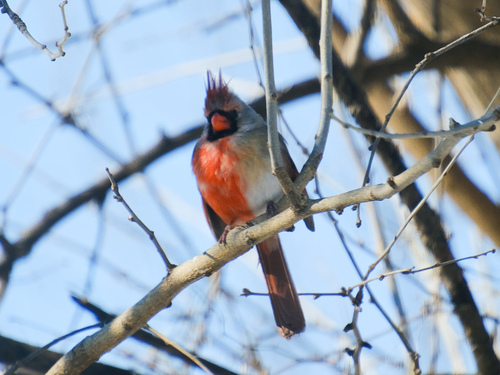 Northern Cardinal photographed in Missouri
