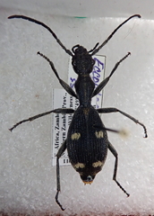 Eccoptoptera mutilloides