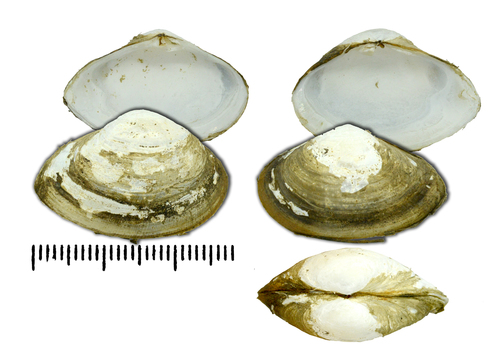 Brackish-water Corbula