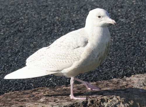 Gaviota groenlandesa (Larus glaucoides)