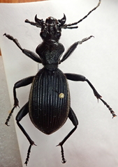 Anthia massilicata