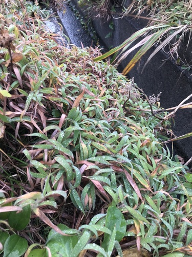 Toco grass (Ischaemum aristatum)