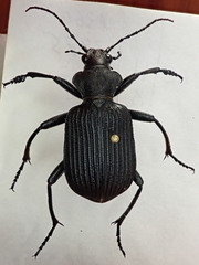 Calosoma planicolle
