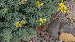 Senecio subumbellatus