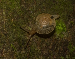 Nitor subrugatus