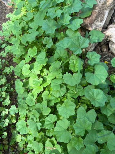 Malva parviflora observed 2026-01-29