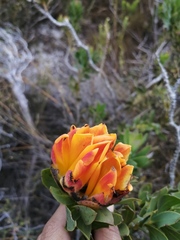 Liparia splendens comantha