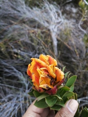 Liparia splendens comantha