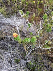 Liparia splendens comantha