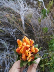 Liparia splendens comantha