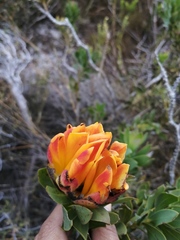 Liparia splendens comantha
