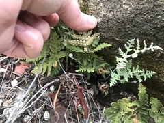 Pentagramma rebmanii