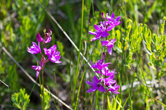 Calopogon tuberosus tuberosus