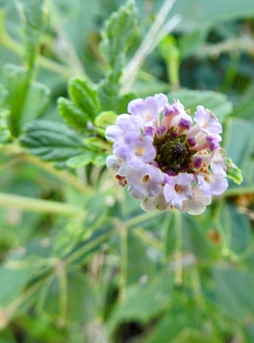Lantana trifolia (Lantana trifolia)