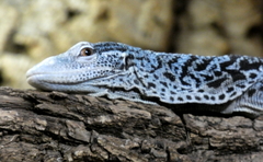 Varanus macraei
