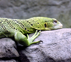 Varanus prasinus