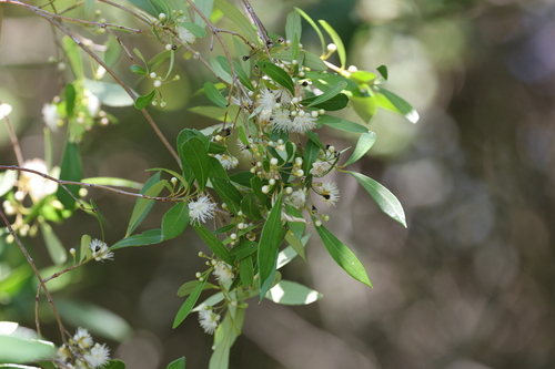 Myrceugenia glaucescens, photograph 6