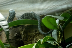 Varanus macraei