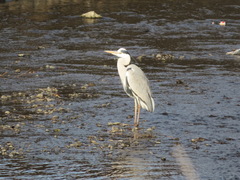 Ardea cinerea