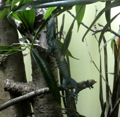 Varanus macraei