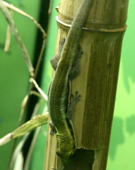 Phelsuma