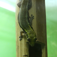 Phelsuma