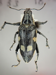Polyclaeis longicornis
