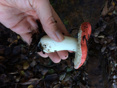 Russula californiensis
