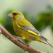 European Greenfinch - Photo (c) Martin Kunz, some rights reserved (CC BY)