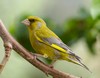 European Greenfinch - Photo (c) Martin Kunz, some rights reserved (CC BY)