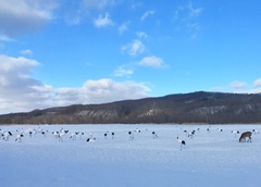 Grus japonensis