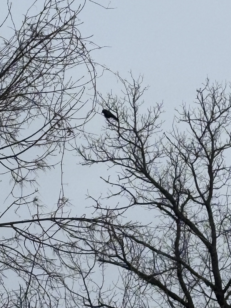 January Crow American Crow from University of Vermont, South Burlington, VT, US on ...