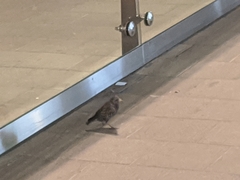 Sturnus vulgaris