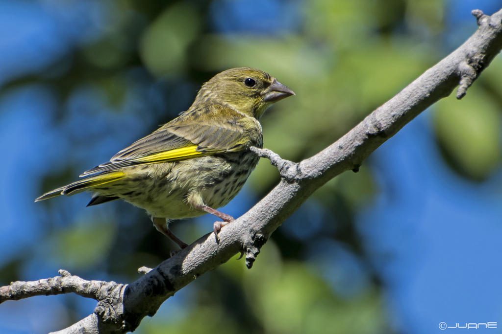 Central Mediterranean Greenfinch