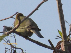 Treron phoenicopterus