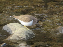 Actitis hypoleucos