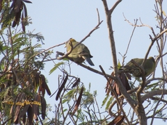 Treron phoenicopterus