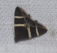 Grammodes oculicola