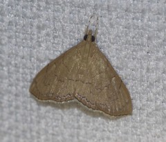 Hyalobathra crenulata
