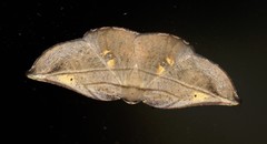 Xenomusa metallica