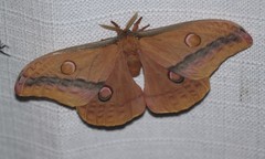 Opodiphthera loranthi