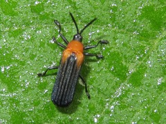 Chalepus cincticollis