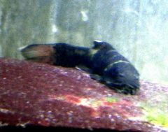 Garra