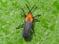 Chalepus cincticollis