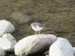 Actitis hypoleucos