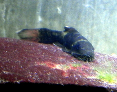 Garra