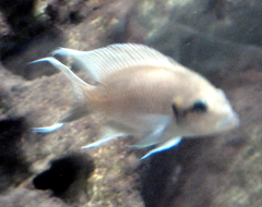 Neolamprologus
