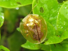Coptocycla contemta