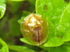 Coptocycla contemta